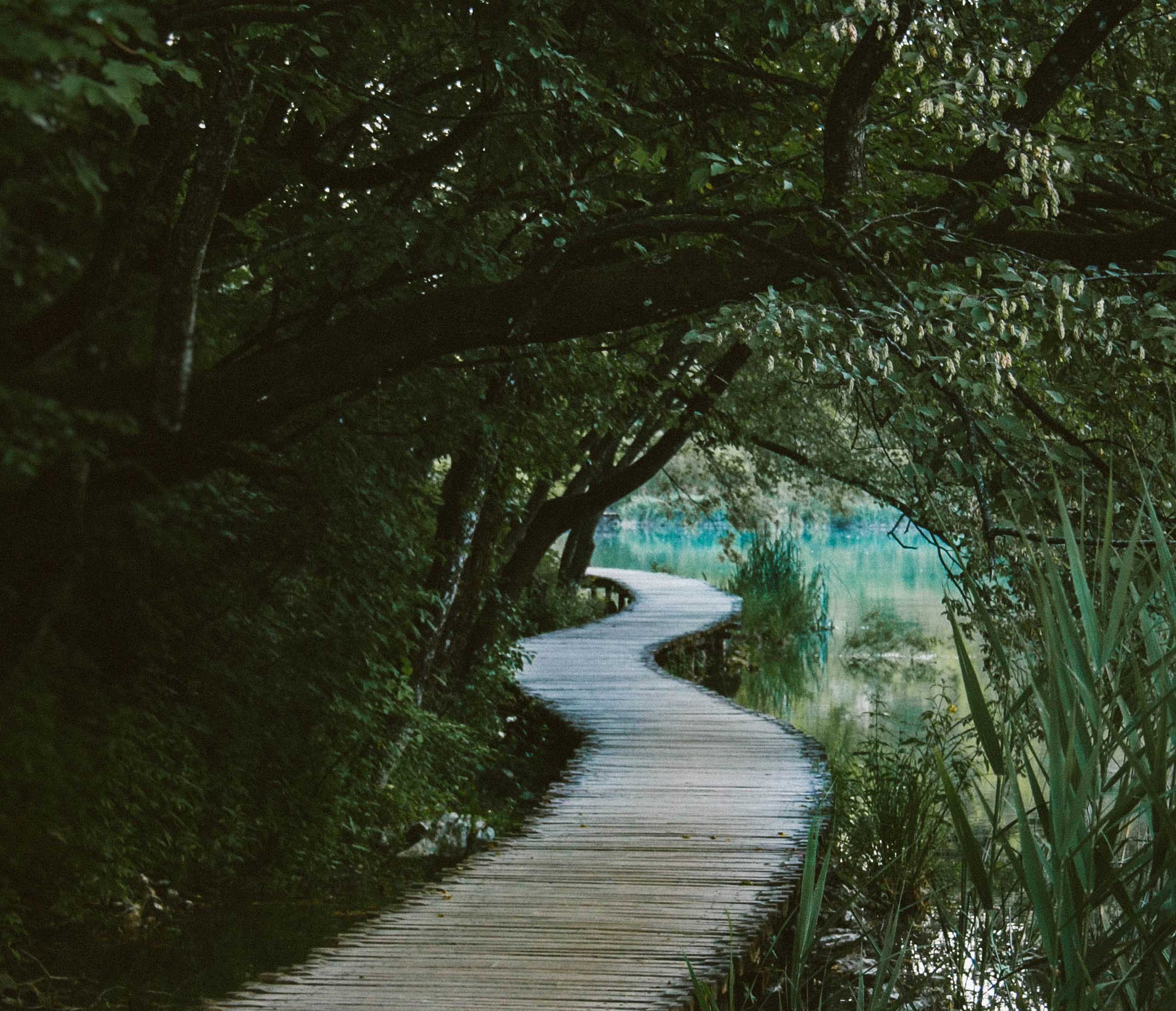Wooden walkway through wetland forest