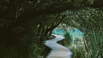 Wooden walkway through wetland forest