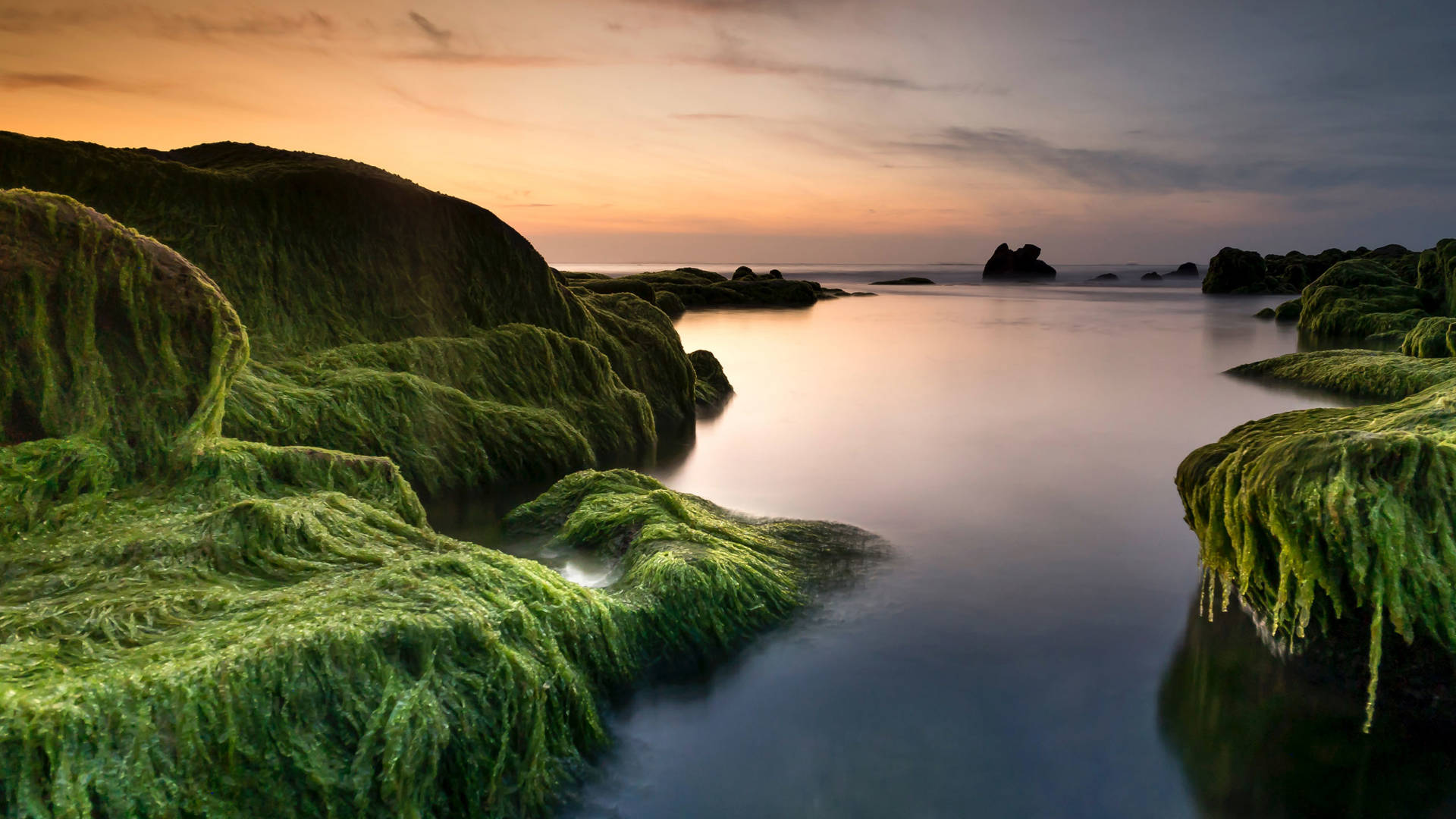 Algae-covered rocks by the sea