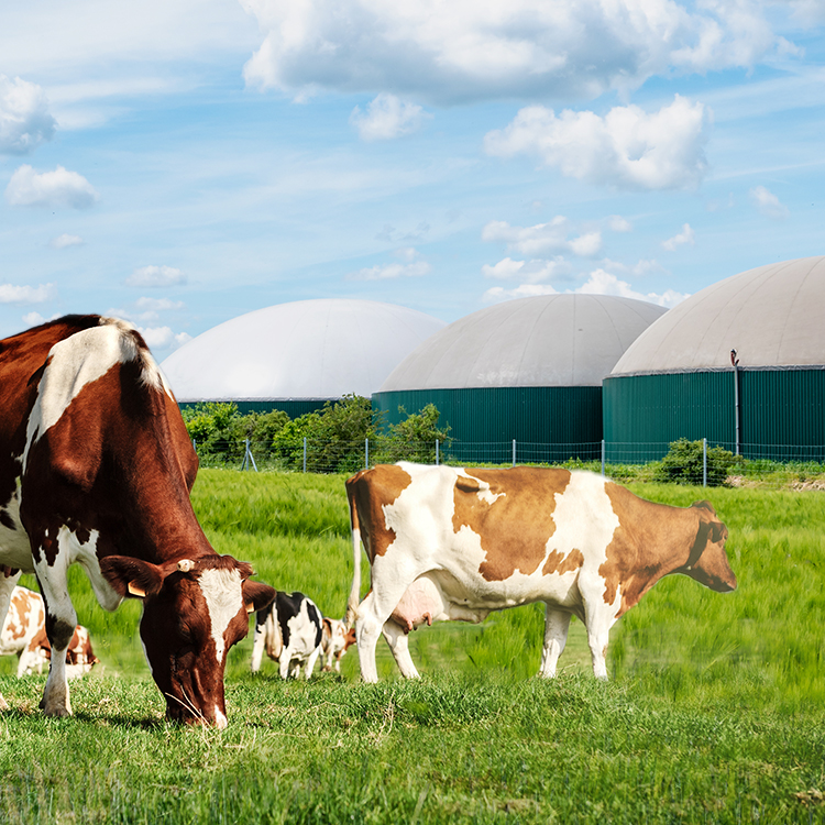 image of cows on grass in front of 3 LBG tanks