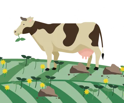 illustration of a cow, green field with flowers, green clover and cow dung