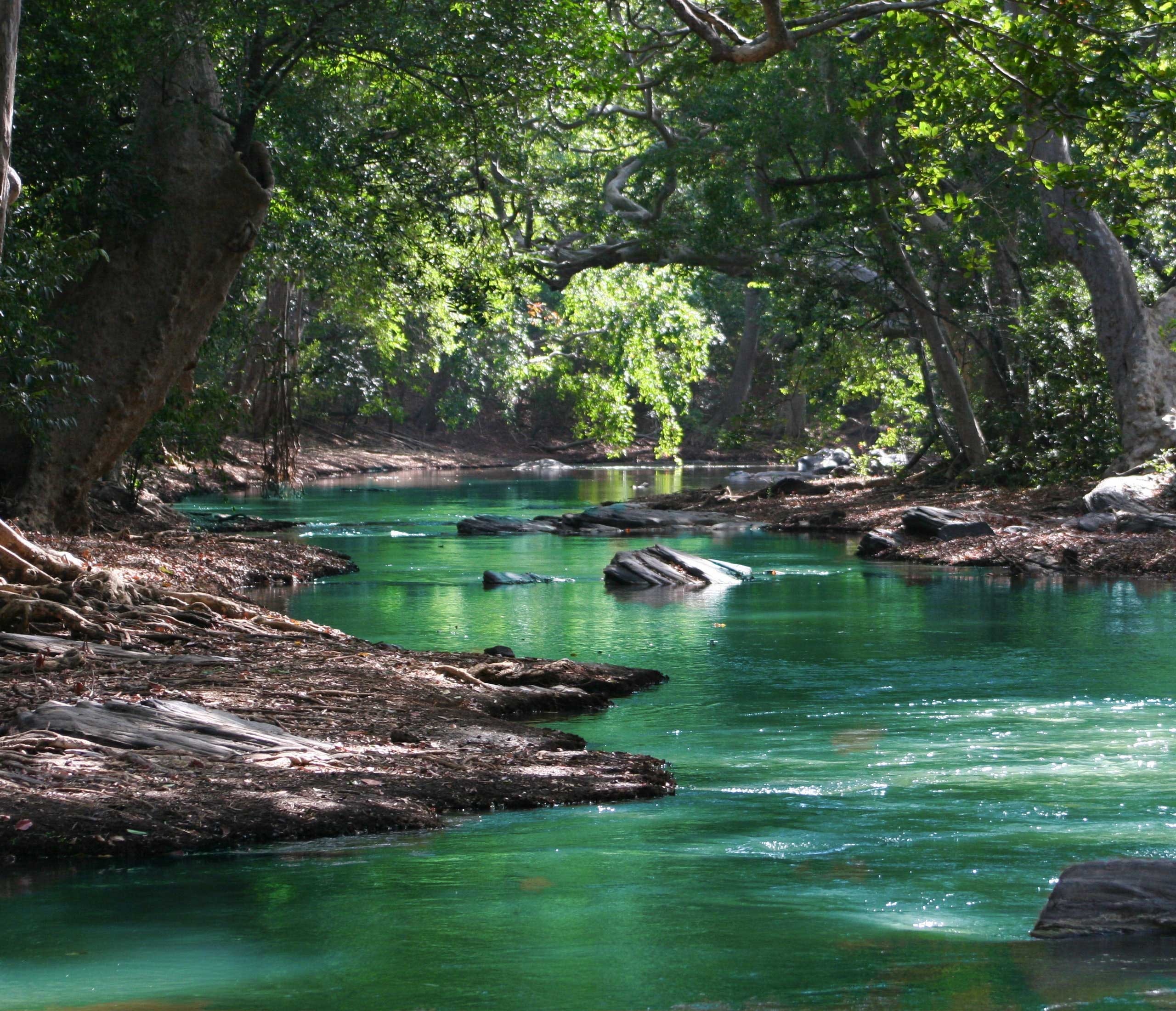 Gentle river flowing through a forest