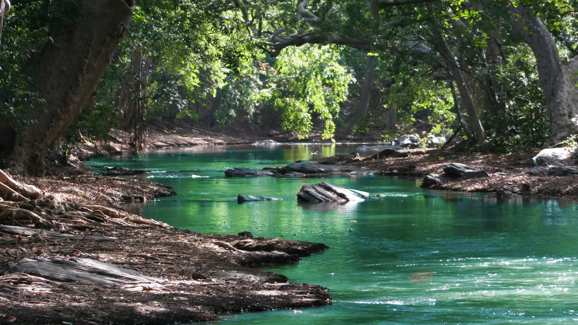 Gentle river flowing through a forest