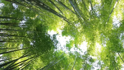 image looking up on treetops and the skye