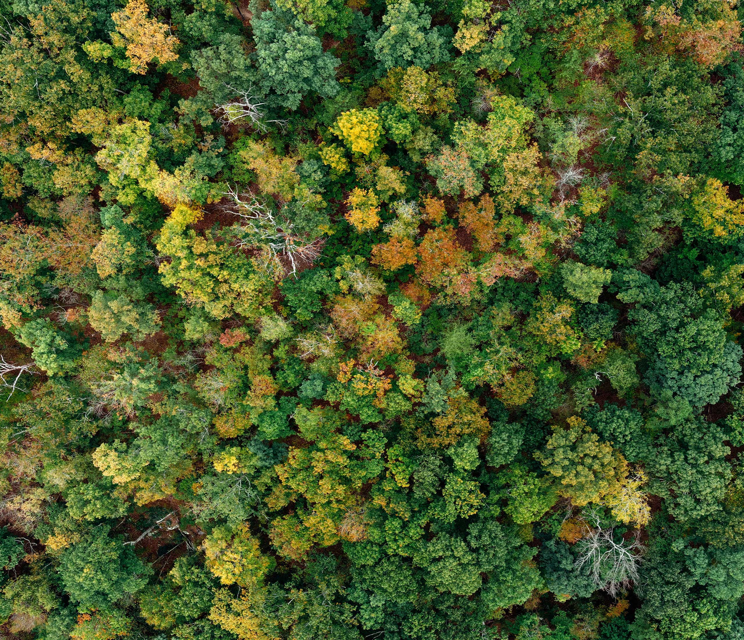 Top-down view of a forest in early autumn