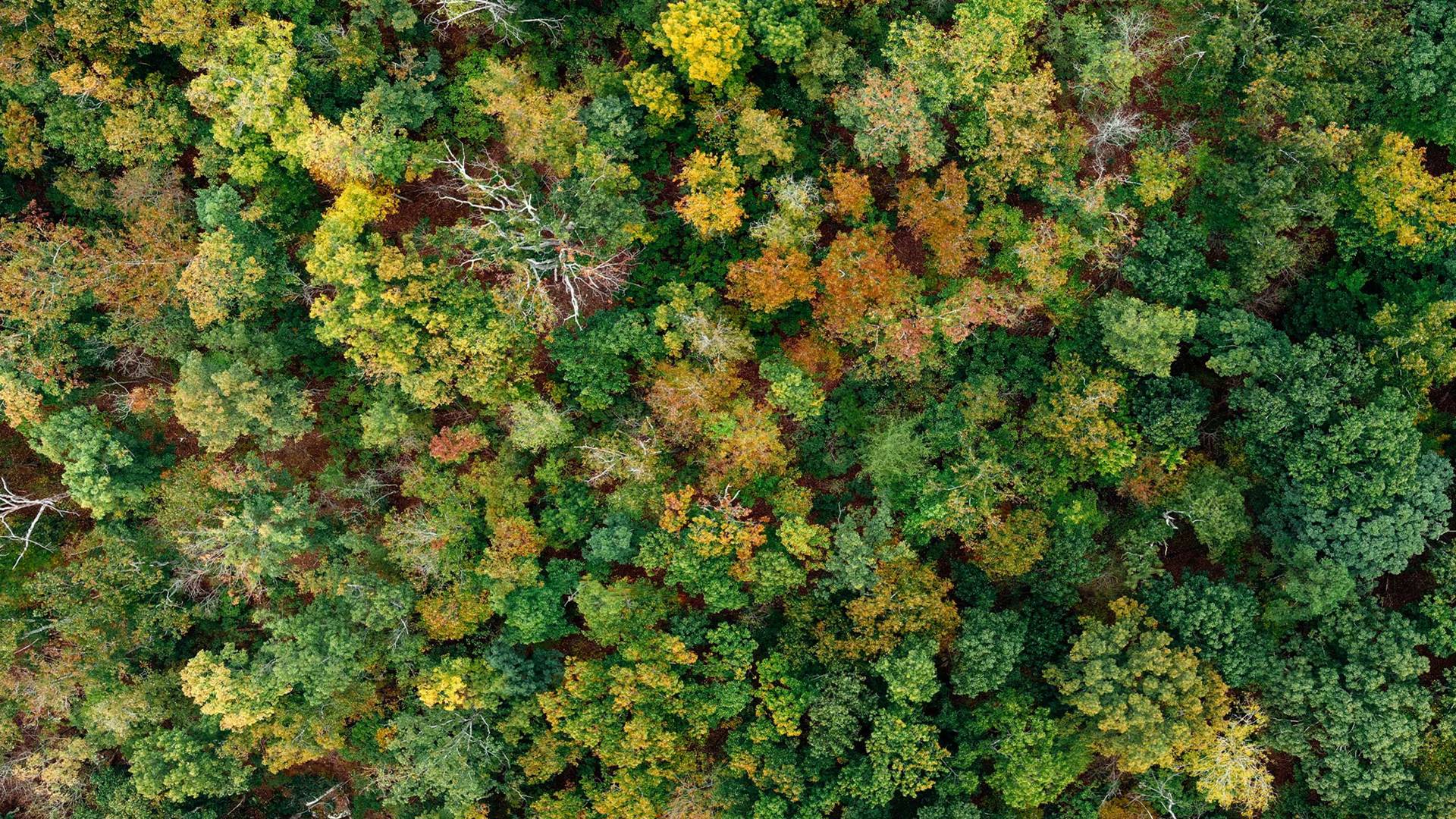 Top-down view of a forest in early autumn
