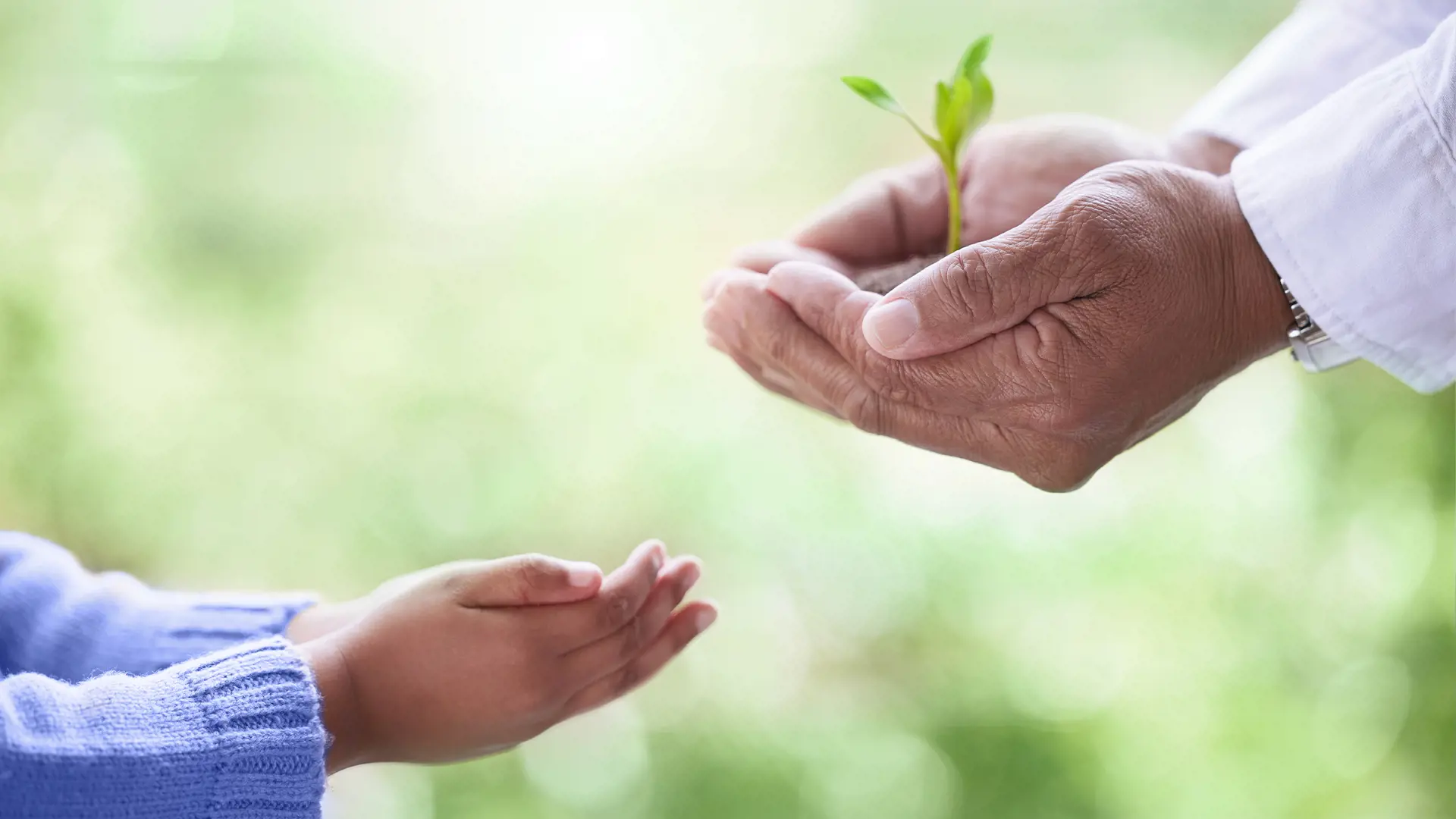 Two hands holding a small plant with soil, reaching out to a child's open hands, symbolizing sustainability and care across generations.