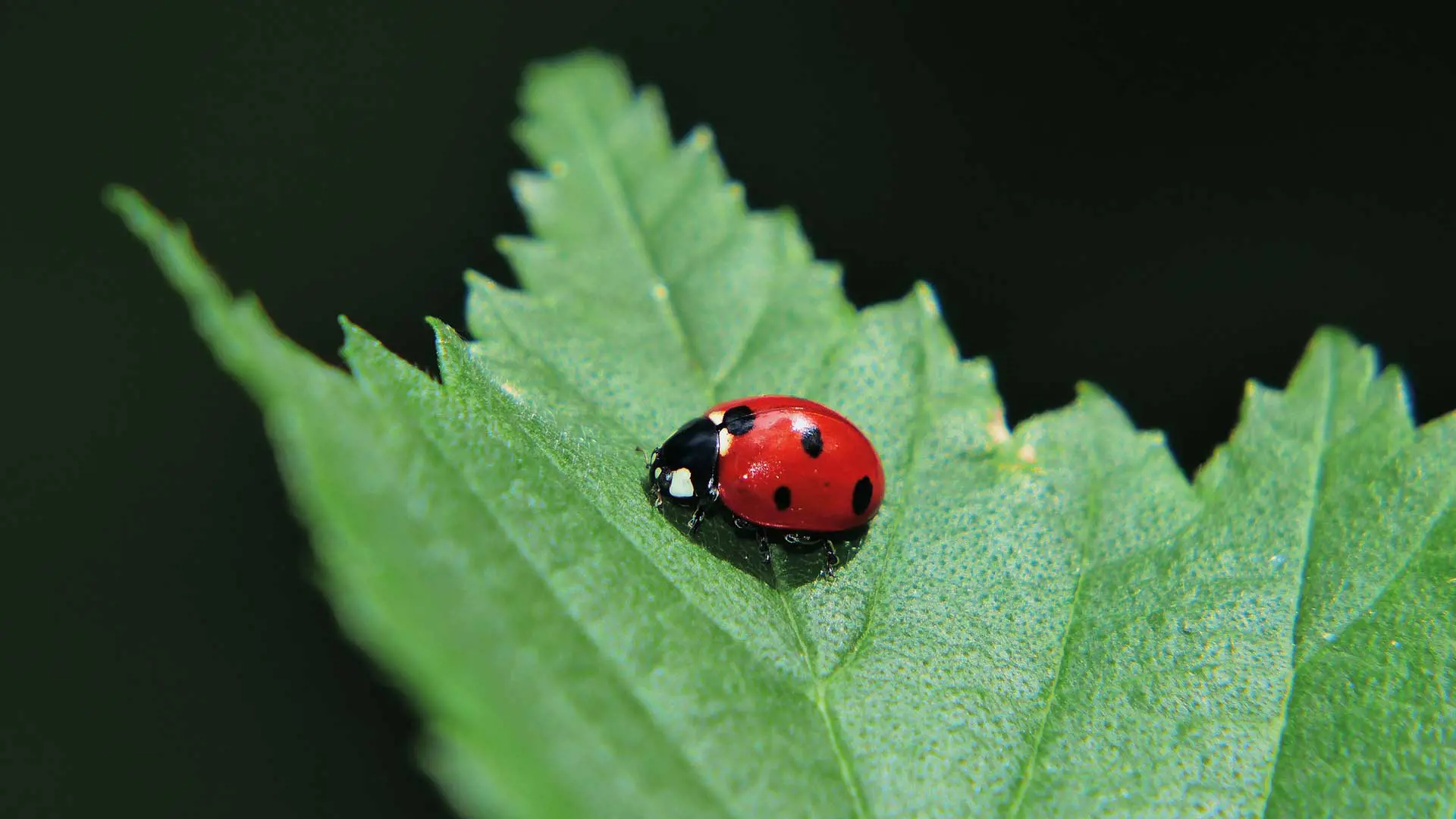 image of a ladybird on a green leaf
